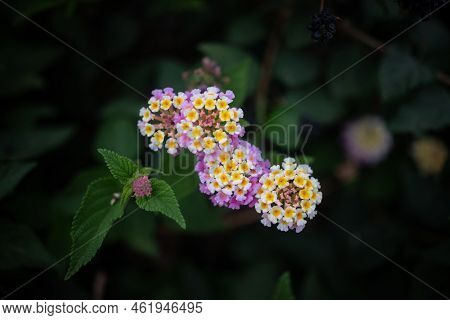 Lantana Aculeata White, Yeallow And Pink Flowers On Dark Green Leaves Background