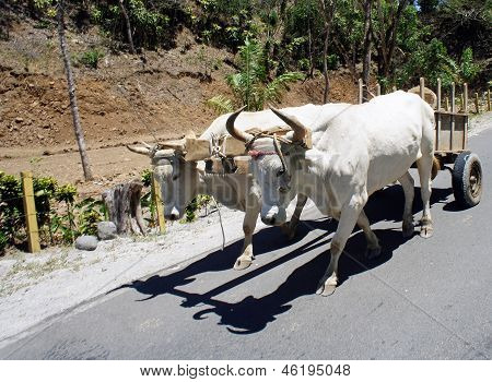 carrello di bue