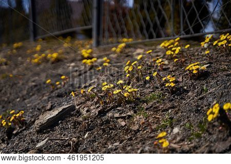 First Spring Yellow Dandelion Pop Up From The Ground.