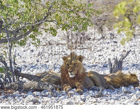 Big Male Maned Lion Relaxing In The Shade Of A Mopane Tree On The Rocky Ground In Etosha National Pa