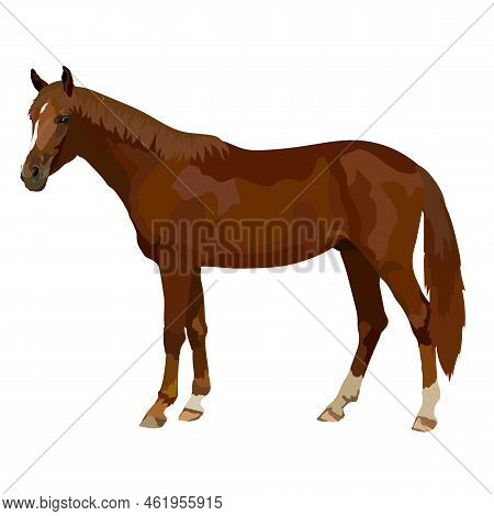 Horse Realistic Icon Vector Illustration Wild Animal.