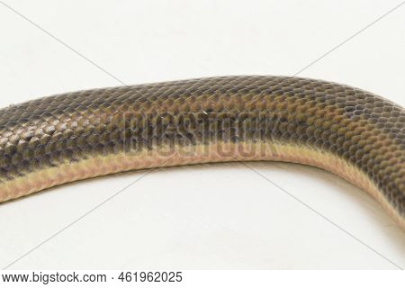 Rainbow Water Snake Enhydris Enhydris Isolated On White Background