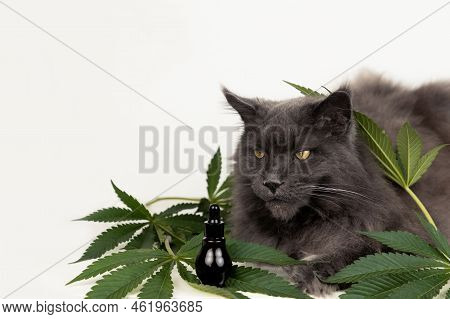 Big Mainecoon Cat Lies On Leaves Of Hemp. Cbd Oil Is Used In Veterinary Medicine As A Sedative And P