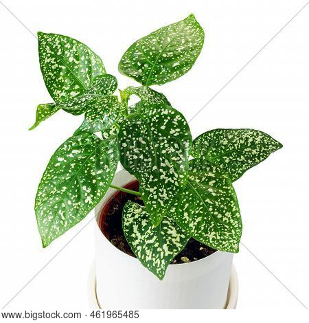 Plant With White Spotted Leaves Hypoestes Phylostachya In Pot On White Background, Isolated Top View