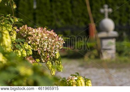 Hydrangea Blooming In Late Summer .the Flowers Of The Last Days Of Summer Blooming In The Garden In 