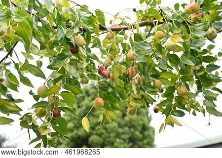 Jujube Nuts. Rhamnaceae Deciduous Fruit Tree.　 It Has Pale Green Flowers In Early Summer, And When R