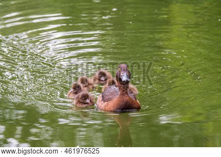 Female Tufted Duck Swims With Her Ducklings In Green Lake Water. A Beautiful Female Tufted Duck, Ayt