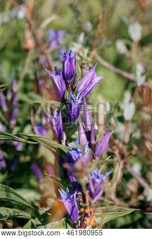 Beautiful Gentiana Asclepiadea, The Willow Gentian In The Family Gentianaceae In The Italian Alps.