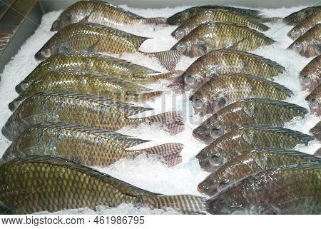 Fresh Frozen Nile Tilapia In The Supermarket, Fresh Nile Tilapia Forms Neatly Arranged On The Tray. 