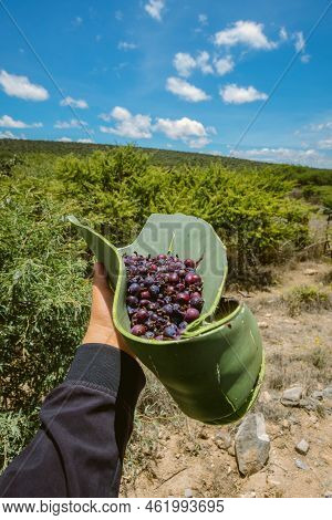 Myrtillocactus Geometrizans Garambullo Fruits In Hand In Mexico