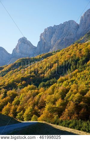 Forest in Anso Valley, Huesca Province in Aragon in Spain.