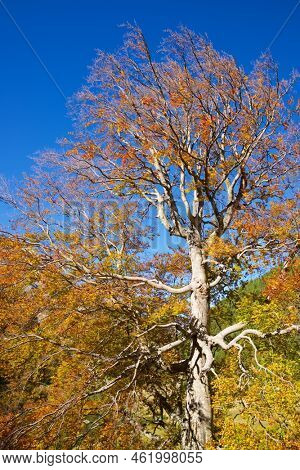 Forest in Anso Valley, Huesca Province in Aragon in Spain.