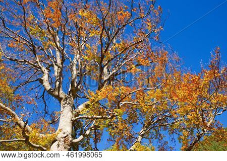 Forest in Anso Valley, Huesca Province in Aragon in Spain.