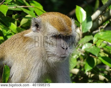 Monkey In Climbin A Tree In Indonesia