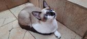 A beige and white, blue-eyed kitten outdoor, sit on the ground, next to steps, looking up.