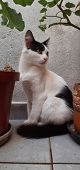 A White And Black Cat Hiding Between Vases Of Plants, Looking Back.