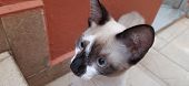 A Beige And White Kitten's Close-up, With Blue Eyes, On The Stairs, Looking Forward.