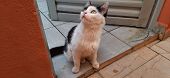 A White And Black Cat's Close-up, Sit On The Ground And Looking Up, In Front Of A Door.