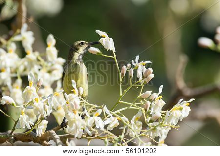 Female Beautiful Sunbird With Moringa Blossoms