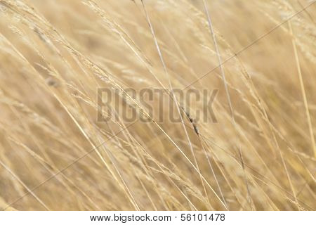 Harmonic Pattern Of Corn In Detail