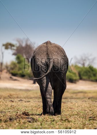Elephant Leaving