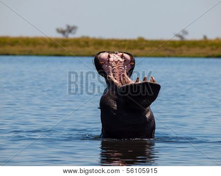 Hippo In Chobe River