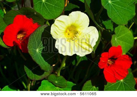 Nasturtium