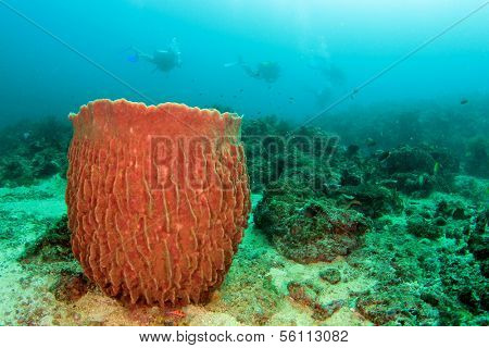 Barrel Sponge and Scuba Divers