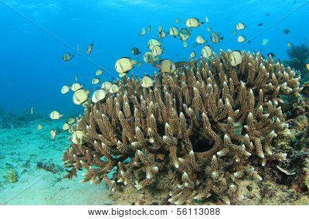 Coral and Fish (Damselfish) underwater