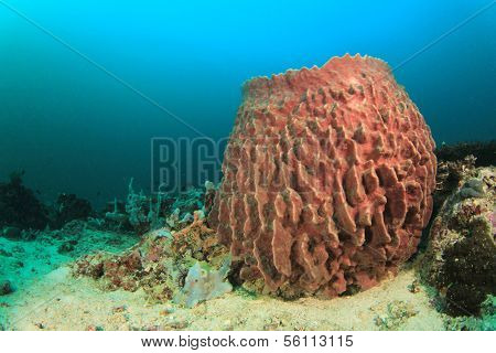 Barrel Sponge on underwater reef
