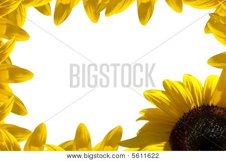 Grænsen blomst
