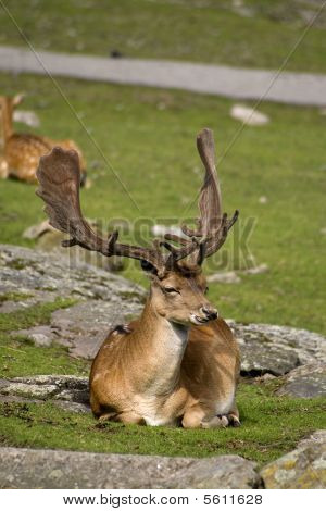 Gamo