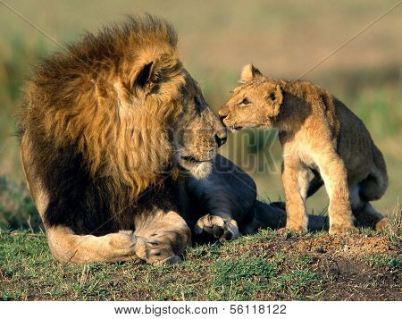Parent and child love