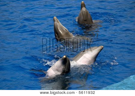 Dolphyn