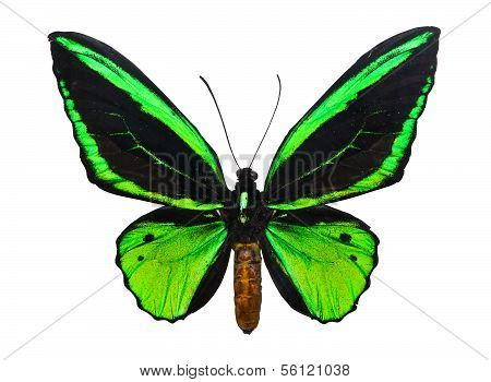 Butterfly Ornithoptera priamus