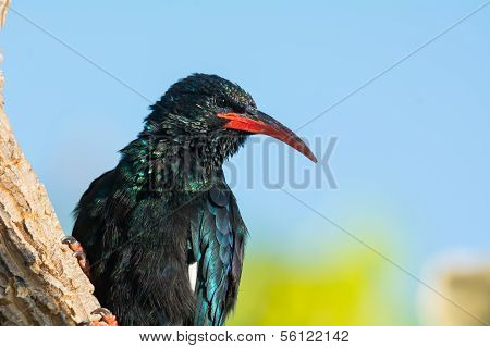 Green Wood Hoopoe (phoeniculus Purpureus) Portrait