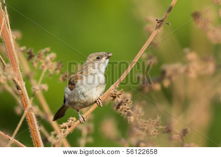 Juvenile Grey-headed Sparrow (passer Griseus)