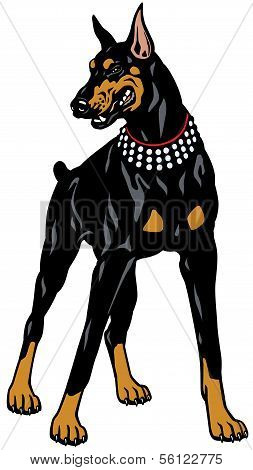 Doberman