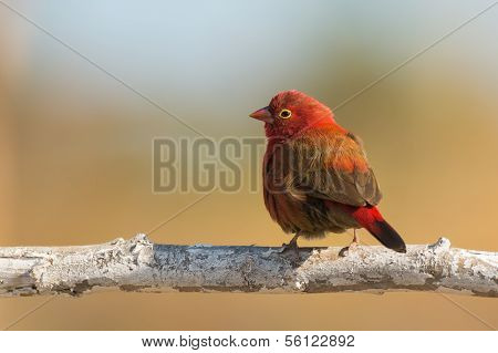 Male Red-billed Firefinch (lagonosticta Senegala)