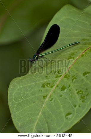 Ebony Jewelwing