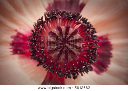 Blomst