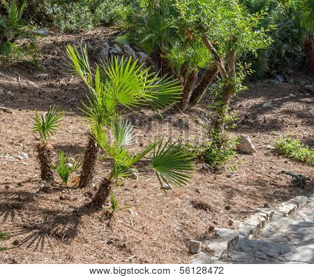 Fan Palm Chamaerops Humilis With Young Plants
