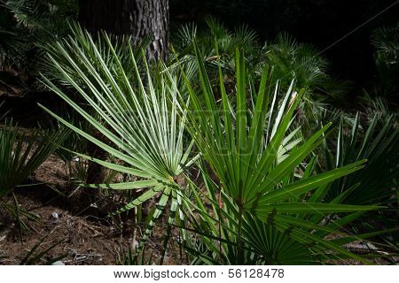 Fan Palm Chamaerops Humilis In Dark Surrounding