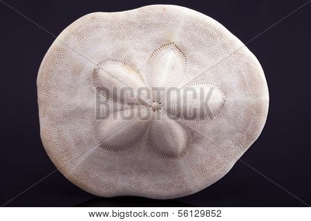skeleton of the sea urchin isolated on black background