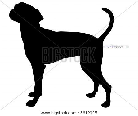 Illustration hvordan man tager temperaturen i en hund