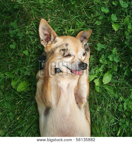 a cute chihuahua lying in the grass
