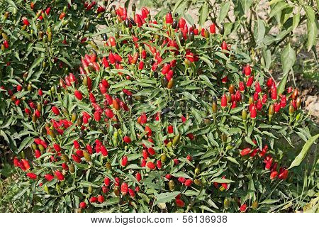 Chili Pepper