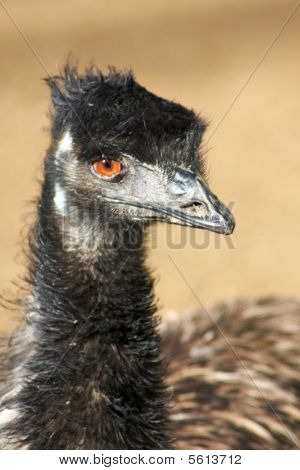 Mad Emu