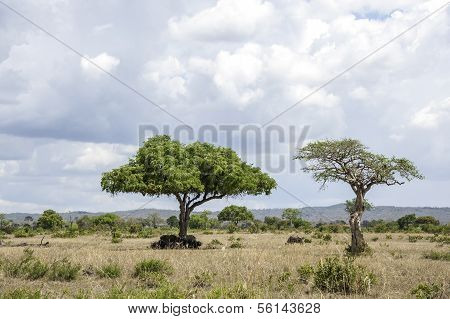 Mikumi National Park