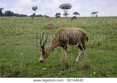Antelope